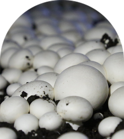 w66国际app(中国)官方下载_来利国际老牌